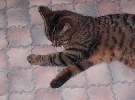 Blanding af racer Tjalfe (efterlyst) - *NYT* billede 3