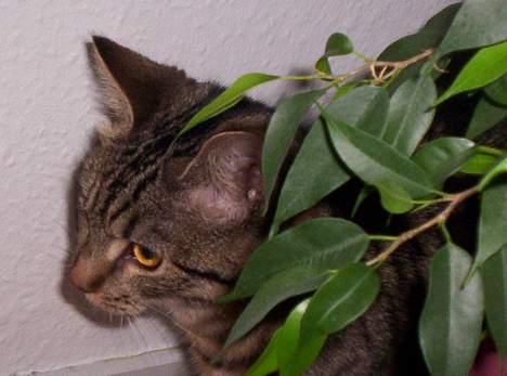 Blanding af racer Tjalfe (efterlyst) - Tjalfe <33 billede 4