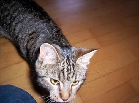 Blanding af racer Tjalfe (efterlyst) - Har du ikke noget mad moooar ? billede 5