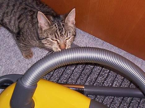 Blanding af racer Tjalfe (efterlyst) - Hvad er det for en tingest ?? billede 6