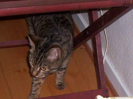 Blanding af racer Tjalfe (efterlyst) - Tjalfe udforsker lige stuen :) billede 7