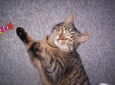 Blanding af racer Tjalfe (efterlyst) - min <33 *NYT* billede 8