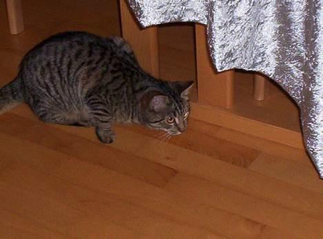 Blanding af racer Tjalfe (efterlyst) - hun gør sig klar til at løbe efter sit legetøj :P billede 9