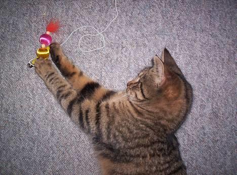 Blanding af racer Tjalfe (efterlyst) - Tjalfe :) *NYT* billede 10