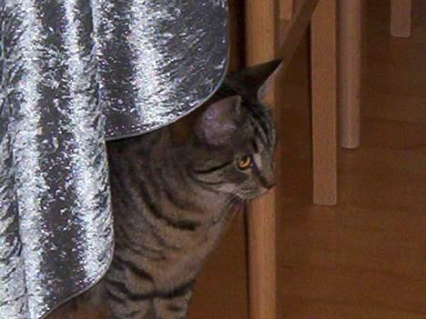 Blanding af racer Tjalfe (efterlyst) - smukke <33 billede 11