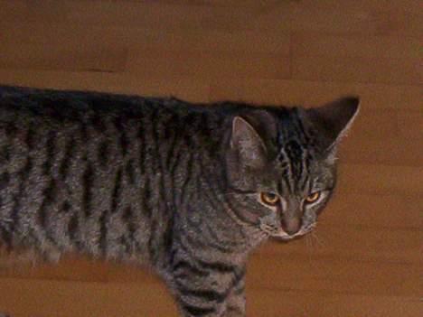 Blanding af racer Tjalfe (efterlyst) - <3 billede 12