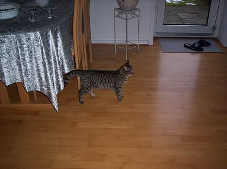 Blanding af racer Tjalfe (efterlyst) - <33 billede 13