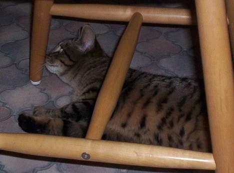 Blanding af racer Tjalfe (efterlyst) - uhh :) billede 14