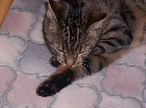 Blanding af racer Tjalfe (efterlyst) - slikke slikke<3 billede 15