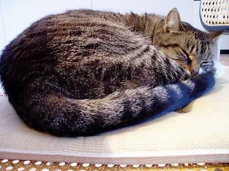 Blanding af racer Fie-Mus - zZZZzz De spiser billede 5