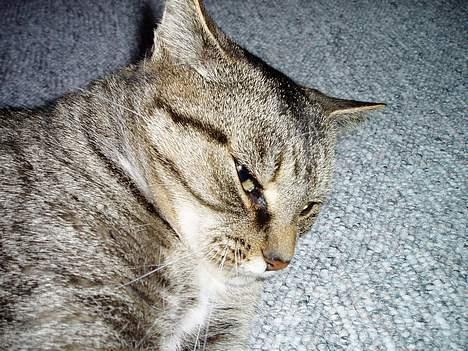 Blanding af racer Fie-Mus - Daser hele dagen billede 6