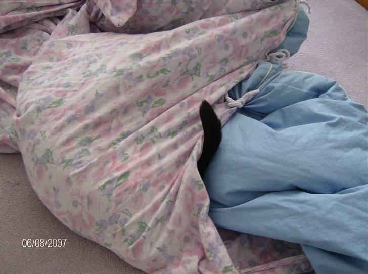 Blanding af racer Cleo - Dynen med hale !!  :D billede 13