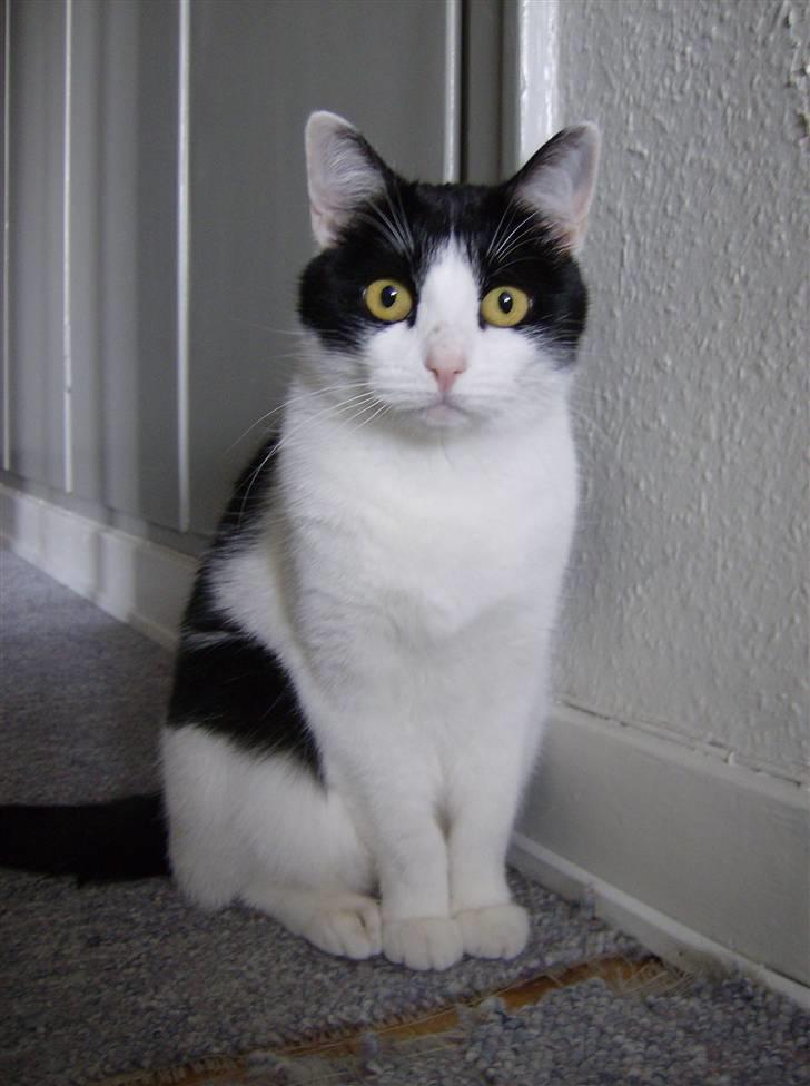 Blanding af racer Cleo - Så fornem jeg er...! billede 14