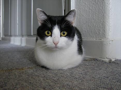 Blanding af racer Cleo - Jeg synes altid katte ser så spøjse ud når man ikke kan se deres poter. :D billede 15