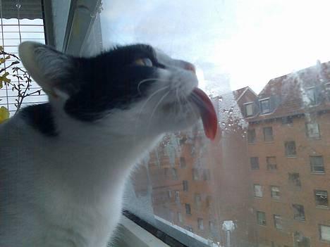 Blanding af racer Cleo - Her er så Cleo som slikker lidt morgen-dug af ruden ;D billede 16