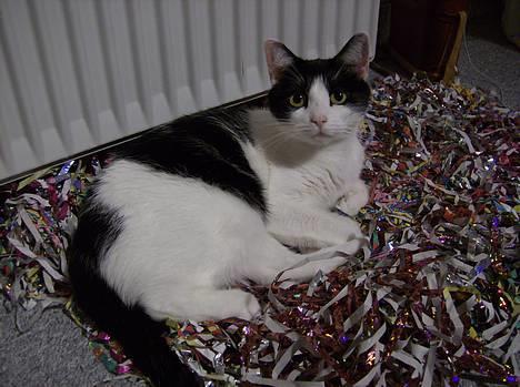 Blanding af racer Cleo - Det her er Cleo´s seng .. Vi har godt nok smidt den ud nu . Men hun ligger i en bunke serpentiner fra nytår .. Det er bare dejligt :D billede 17