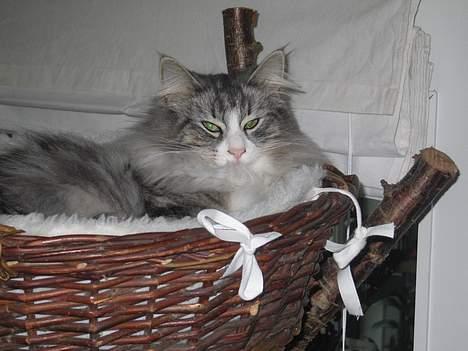 Norsk Skovkat Fluffy - Har bygget et klatretræ med en lille kurv til katten billede 6