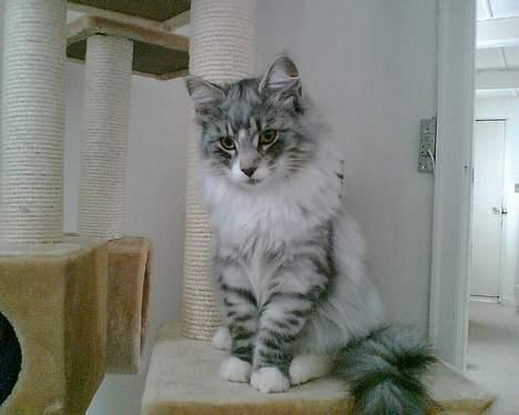 Norsk Skovkat buffas billede 1