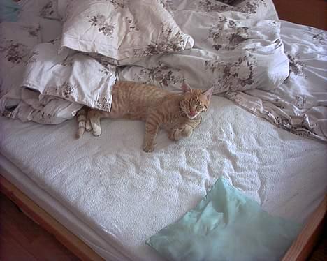 Blanding af racer Mizz <3<3<3<3 - Mizz billede 1