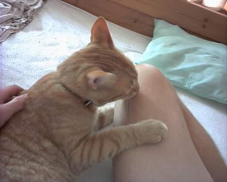 Blanding af racer Mizz <3<3<3<3 - Mizz udforsker mit ben billede 2