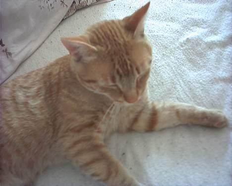 Blanding af racer Mizz <3<3<3<3 - Mizz prøver på at sove men kan ikke billede 3