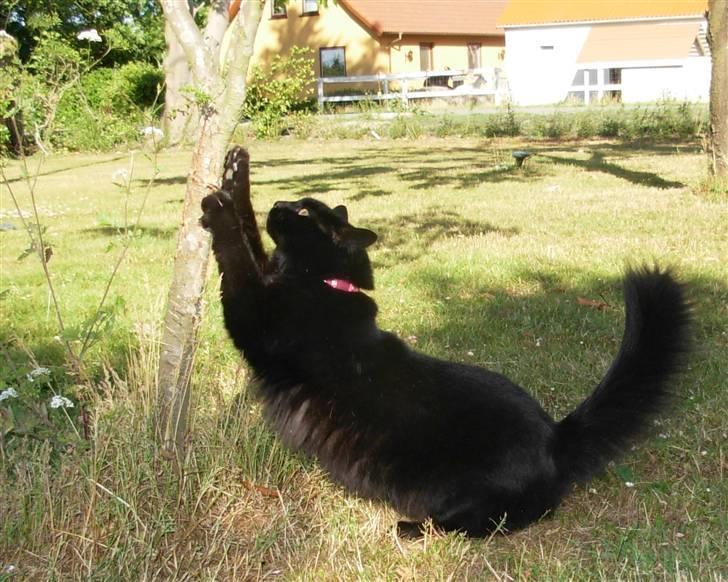 Norsk Skovkat Gismo  - Foto: Katja den 21-06-08 billede 10