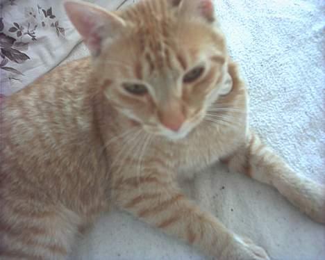 Blanding af racer Mizz <3<3<3<3 - Mizz er lige vågnede  billede 4