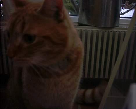 Blanding af racer Mizz <3<3<3<3 - Mizz tet på billede 5