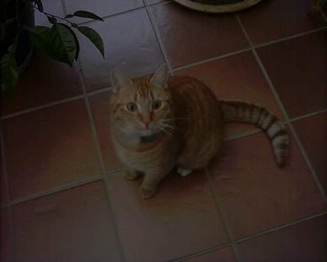 Blanding af racer Mizz <3<3<3<3 - Mizz som fotomodel billede 6