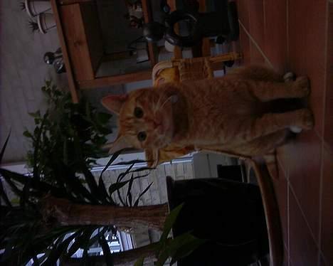 Blanding af racer Mizz <3<3<3<3 - Mizz igen billede 7