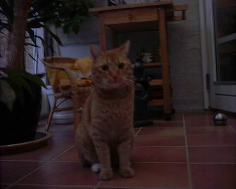 Blanding af racer Mizz <3<3<3<3 - og til sidst Mizz <3<3<3 billede 8