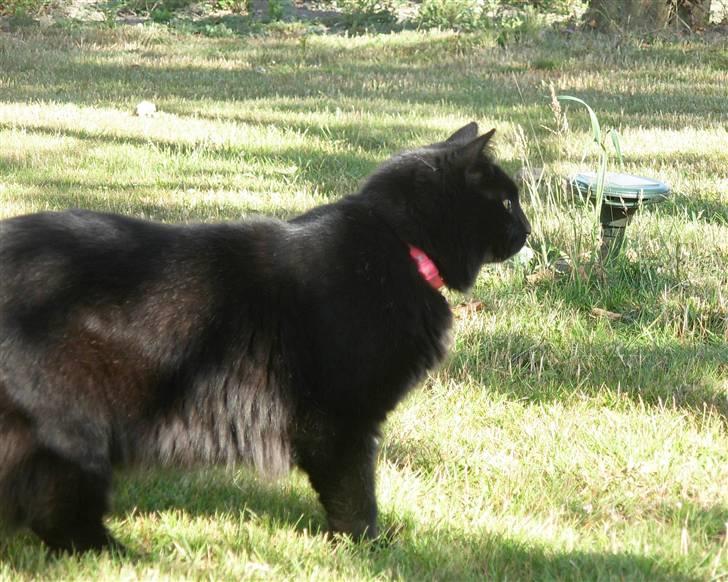 Norsk Skovkat Gismo  - Foto: Katja den 21-06-08 billede 11