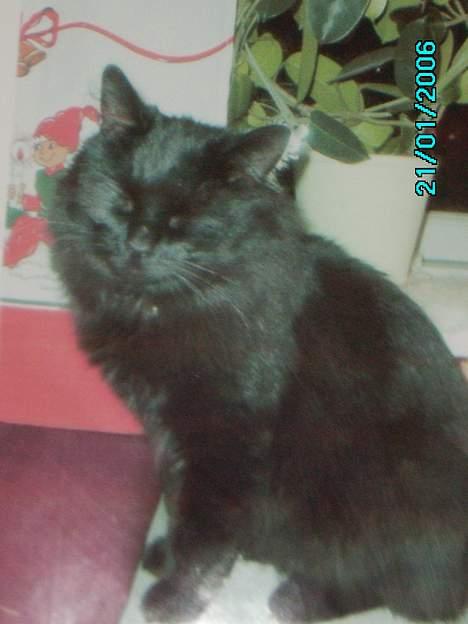 Norsk Skovkat Gismo  - Undskyld den dårlige kvalitet, men jeg har taget et billede af et billede.. hehe :) billede 12