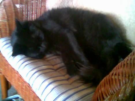 Norsk Skovkat Gismo  - Undskyld den dårlige kvalitet, billedet er taget fra min mobil..  billede 13