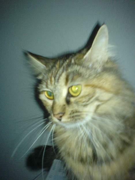 Maine Coon Gucci billede 1