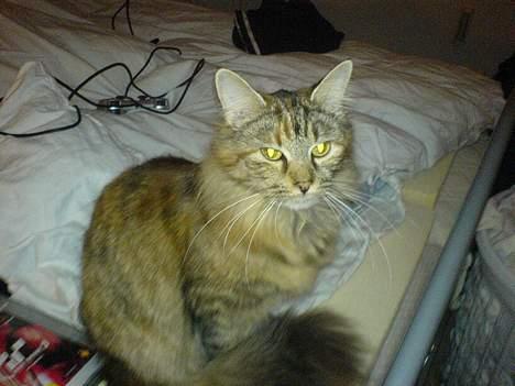 Maine Coon Gucci billede 2