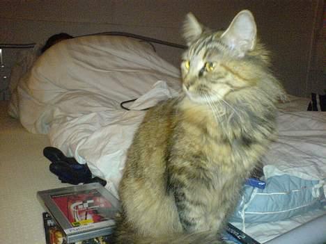 Maine Coon Gucci billede 3