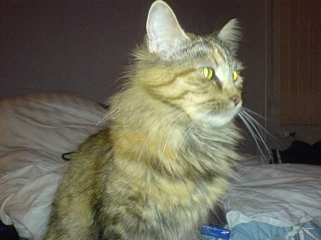 Maine Coon Gucci billede 4