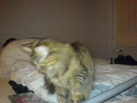 Maine Coon Gucci billede 5