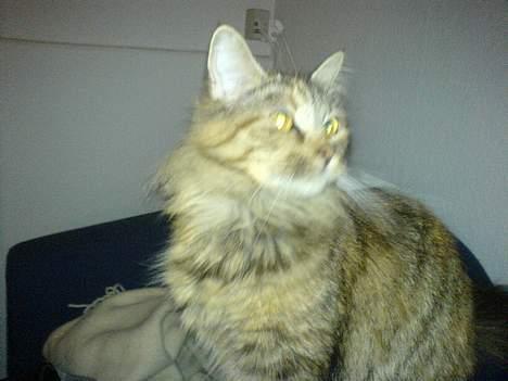 Maine Coon Gucci billede 7