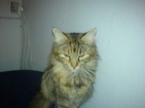 Maine Coon Gucci billede 8