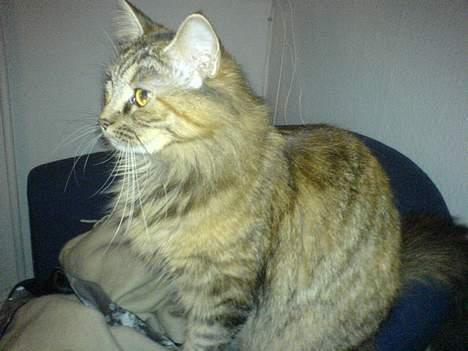 Maine Coon Gucci billede 9