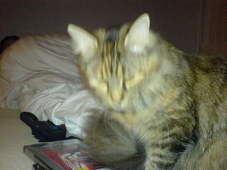 Maine Coon Gucci billede 10