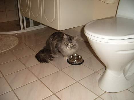 Maine Coon William - William og Mille ("storesøster") elsker at drikke vand på badeværelset, så  har nu deres egen skål, som er deres favorit vandskål.  billede 6