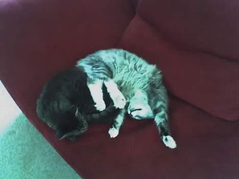 Norsk Skovkat buffas billede 2