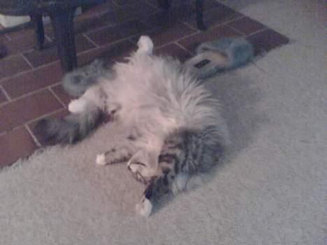 Norsk Skovkat buffas billede 3