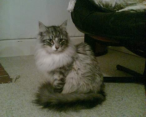 Norsk Skovkat buffas billede 4