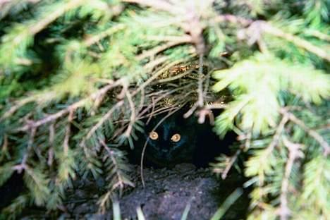 Norsk Skovkat Gismo  - Tit-tit- BøøøH billede 14