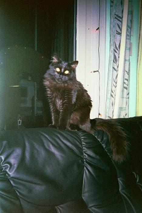 Norsk Skovkat Gismo  - <3 Gismo <3 billede 15