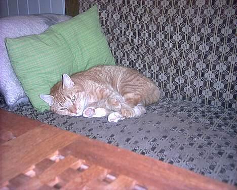 Blanding af racer Mizz <3<3<3<3 - Mizz sover billede 9